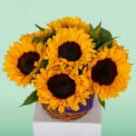 Helianthus' Golden Times (2)