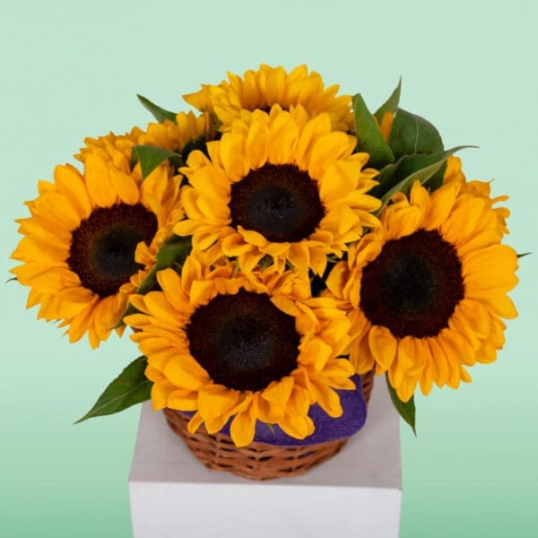 Where to Buy Sunflowers in Bangalore? Black Tulip Flowers Delivers Fresh Sunflowers Today!