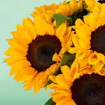 Helianthus' Golden Times (3)