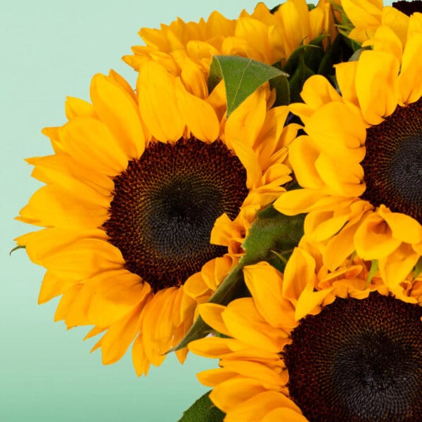 Where to Buy Sunflowers in Bangalore? Black Tulip Flowers Delivers Fresh Sunflowers Today!