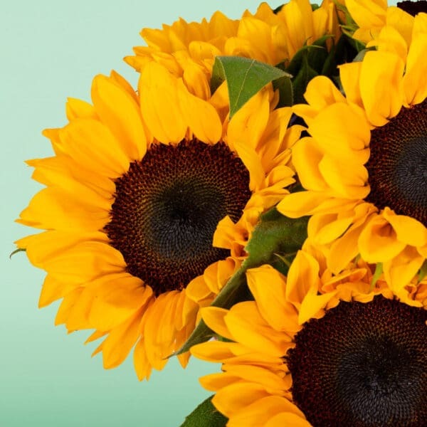 Where to Buy Sunflowers in Bangalore? Black Tulip Flowers Delivers Fresh Sunflowers Today!
