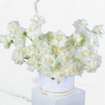 Serene White Box (2)