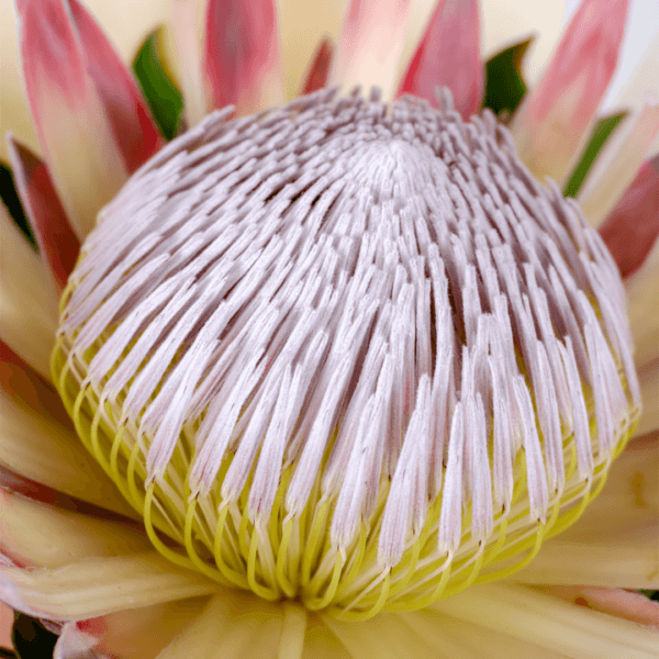 Royal Pink – King Protea Protea Flower Delivery in India | Singular Beauty for Every Occasion | Order Now at BTFI