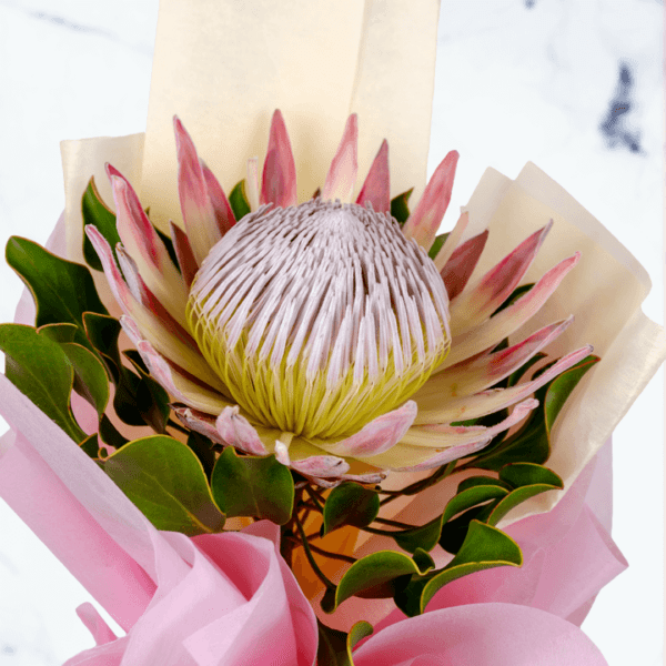 Royal Pink – King Protea Protea Flower Delivery in India | Singular Beauty for Every Occasion | Order Now at BTFI