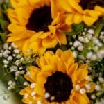 Sunflower Delight (3) (1)
