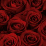 Crimson Delight (3)