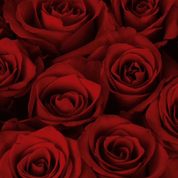 Crimson Delight (3)