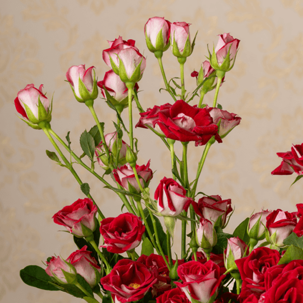 "Bouquet for Valentine's - Stunning Black Tulip Flowers - A Perfect Expression of Love's Obsession"