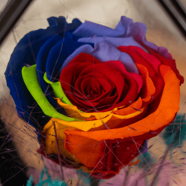 Persevered rose - Rainbow Delight | Black Tulip Flowers