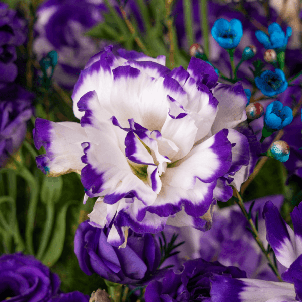 Bouquet Valentine Day: Velvet Touch | Order Now at Black Tulip Flowers