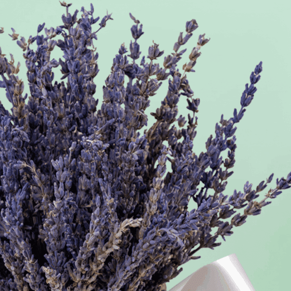 Dried Lavender Flowers - Premium Quality Blooms by Black Tulip Flowers | Perfect for Aromatherapy, Crafts & Home Décor