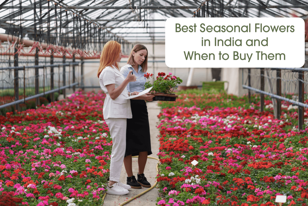Flowers in India: Best Seasonal Blooms & When to Buy Them | Black Tulip Flowers