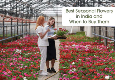 Flowers in India: Best Seasonal Blooms & When to Buy Them | Black Tulip Flowers