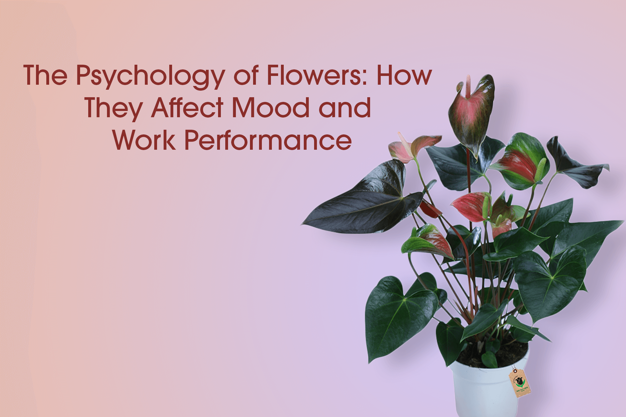 Flower for Office Table: 5 Powerful Ways to Boost Mood & Productivity