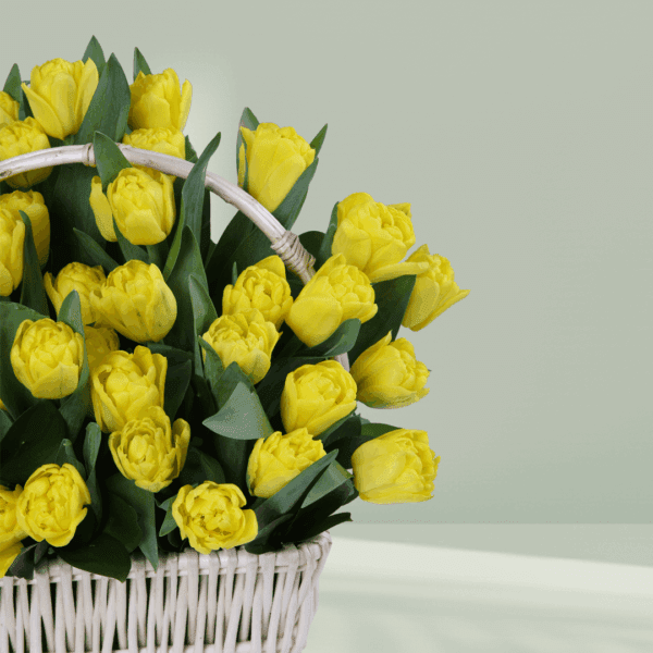 Arrangement of 50 yellow tulips in a woven basket