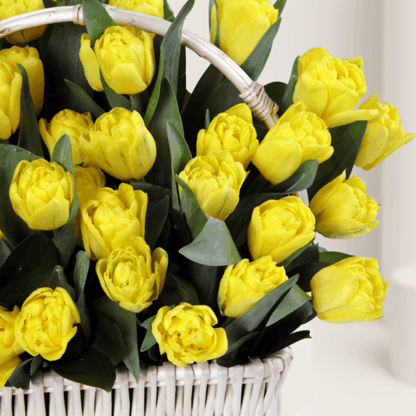 Arrangement of 50 yellow tulips in a woven basket