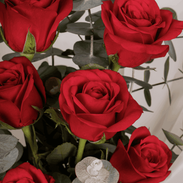 Crimson Grace – 8 Red Roses (2) Romantic arrangement of 8 red roses in rich crimson tones, perfect for special moments.