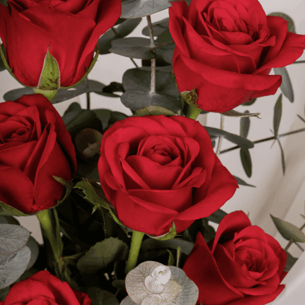 Crimson Grace – 8 Red Roses (2) Romantic arrangement of 8 red roses in rich crimson tones, perfect for special moments.