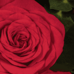 Eternal Red Rose Romance Bouquet (2)