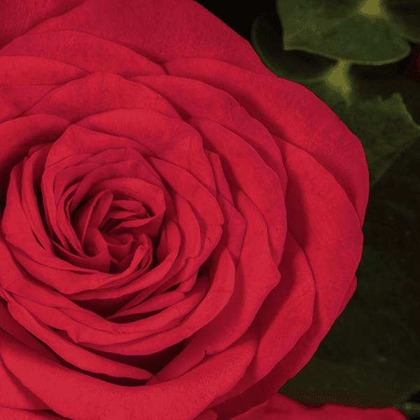 A hand bouquet of 7 red roses, all tied together in a Black non woven paper with a red ribbon.