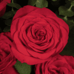 Eternal Red Rose Romance Bouquet (5)