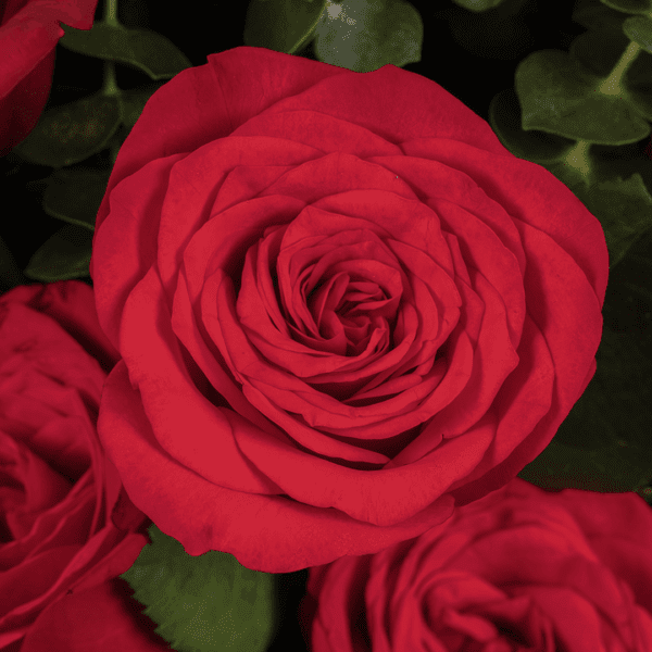 A hand bouquet of 7 red roses, all tied together in a Black non woven paper with a red ribbon.
