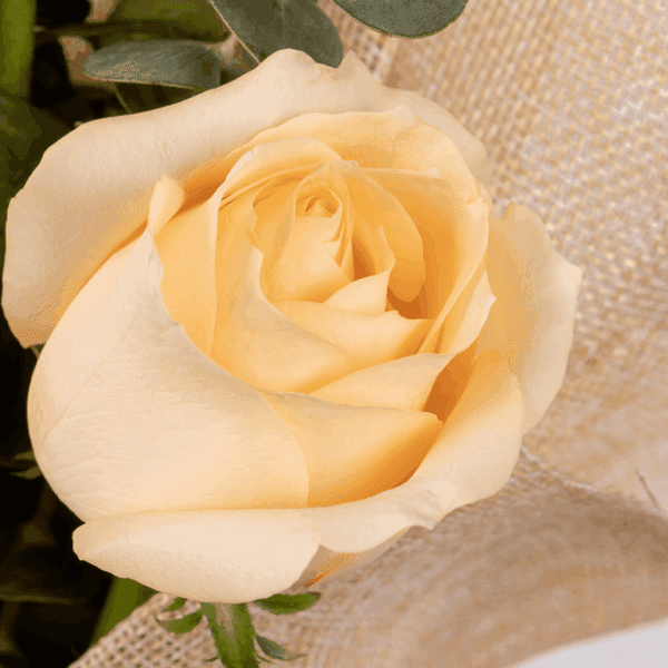 Blush bouquet of 6 peach roses with eucalyptus, wrapped in elegant non-woven fabric.