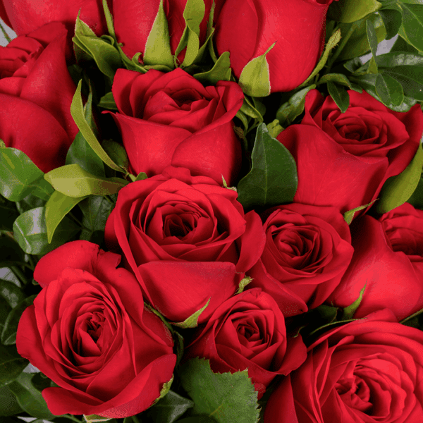 12 rich red roses with green leaves, wrapped in a white, textured non-woven paper and tied with a bright red ribbon.