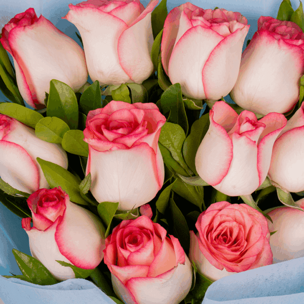 A bouquet of 12 white roses with green leaves, wrapped in bright fuchsia pink non-woven paper and tied with a white and black ribbon.