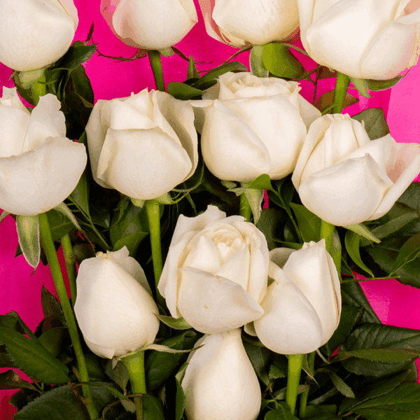 Bouquet of 12 white roses with green leaves, wrapped in bright fuchsia pink non-woven paper and tied with a white and black ribbon.