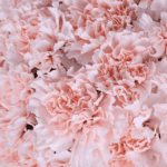 pink-carnations-box-white-orchid (4)