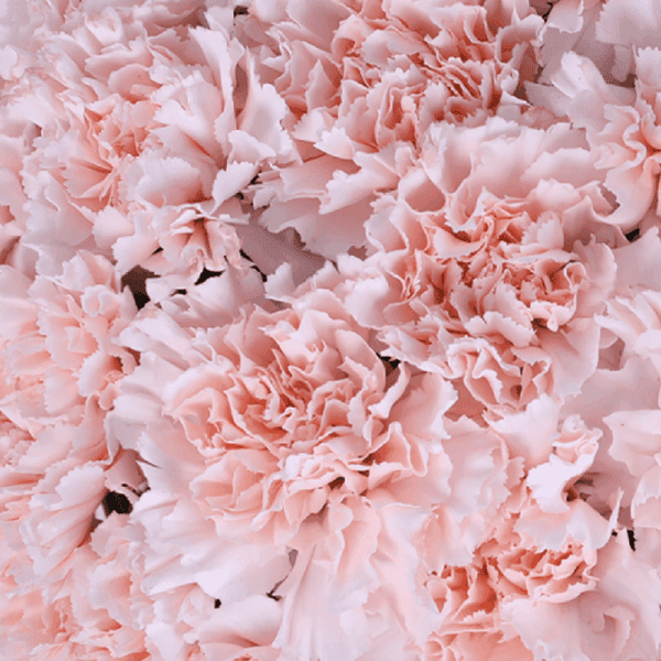 A white box filled with pink carnations finished with a white orchid accent.