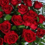 red-rose-apology-bouquet-message-card (2)