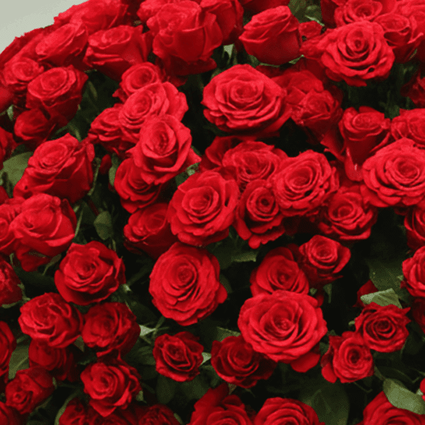 An overflowing arrangement of red roses in a white wicker basket, finished with a gold ribbon.