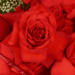 Red Floral Luxe (1)