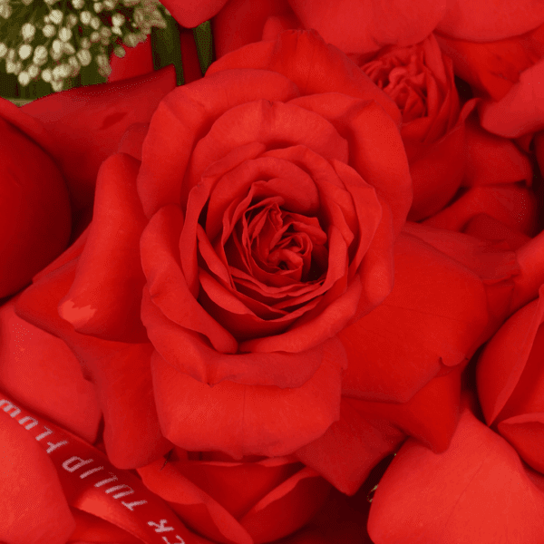 Luxury rose and cymbidium flower arrangement with red roses, cymbidium orchids, allium, and amaranthus displayed in a clear glass vase.