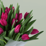 Mom’s Tulip Harmony (1)