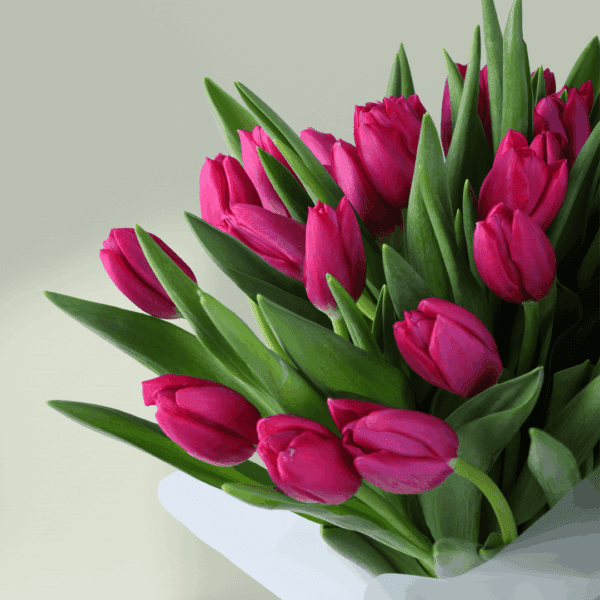 Mom’s Tulip Harmony (5) Hand-tied bouquet of 30 pink tulips in Korean-style wrapping sheets in white and tied with black satin ribbon