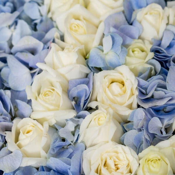 Team Argentina - Messi Fan Edition floral box with blue and white flowers inspired by Argentina football colors, arranged in a luxury fan-themed flower box for Messi supporters.