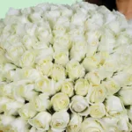 100-white-roses-bouquet_2026_04