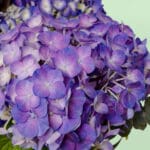 luxury-assorted-flower-basket (4)