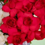 twin-shades-rose-box (1)