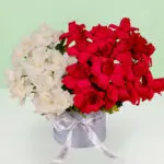 twin-shades-rose-box (3)