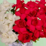 twin-shades-rose-box (4)